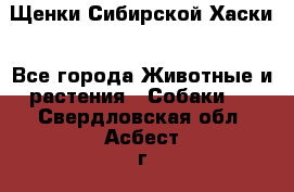 Щенки Сибирской Хаски - Все города Животные и растения » Собаки   . Свердловская обл.,Асбест г.